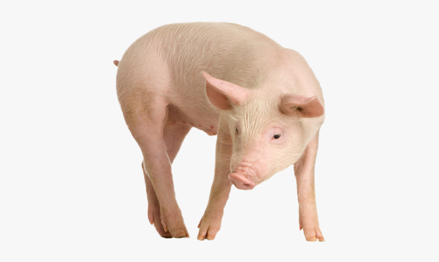 Best Free Pig Transparent Png Image - Animal Models For Cancer Research, Png Download, Free Download