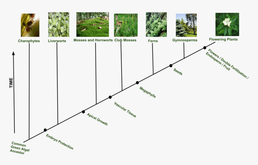 Plant Evolution Cladogram, HD Png Download, Free Download