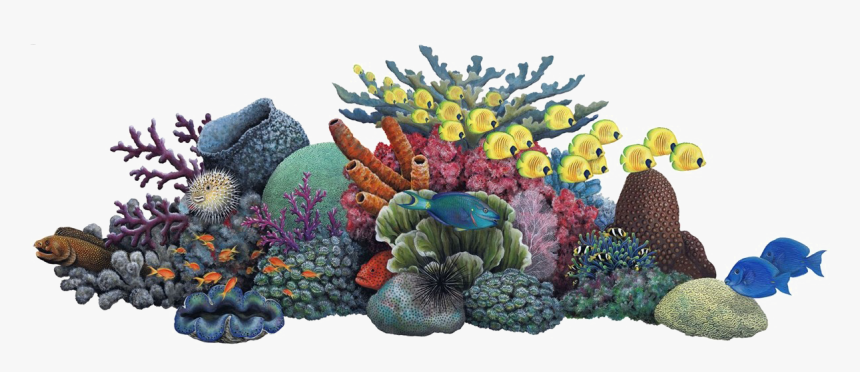 Coral - Coral Reef Clipart, HD Png Download - kindpng