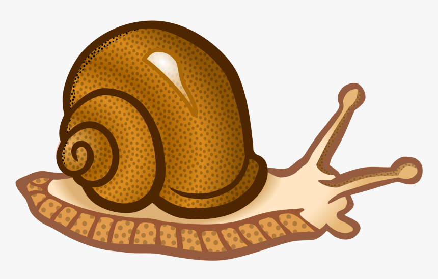 Animales, Moluscos, Caracol - Snail Clipart Png, Transparent Png, Free Download