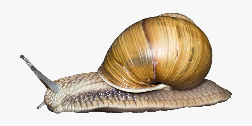 Gastropods Png, Transparent Png, Free Download