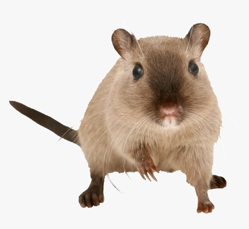 Transparent Gerbil Png - Pet Gerbils, Png Download, Free Download