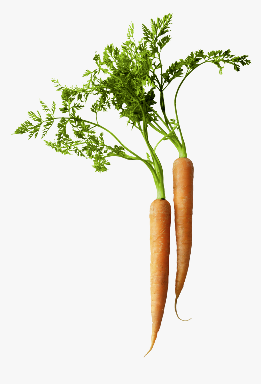 Carrot, Nutrition - Carrot Png, Transparent Png, Free Download