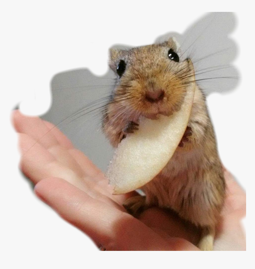 #gerbil - Rock Pocket Mouse, HD Png Download, Free Download