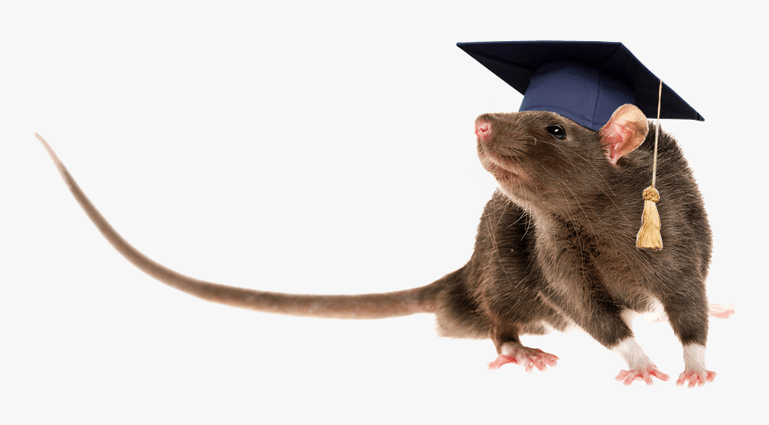 Dealey Pest Academy - Mouse, HD Png Download, Free Download