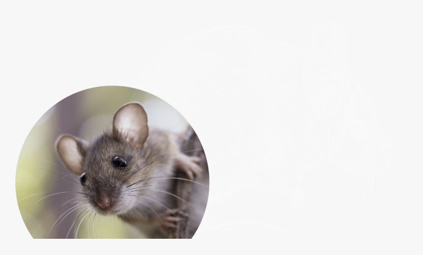 Field Mouse On Branch, HD Png Download, Free Download