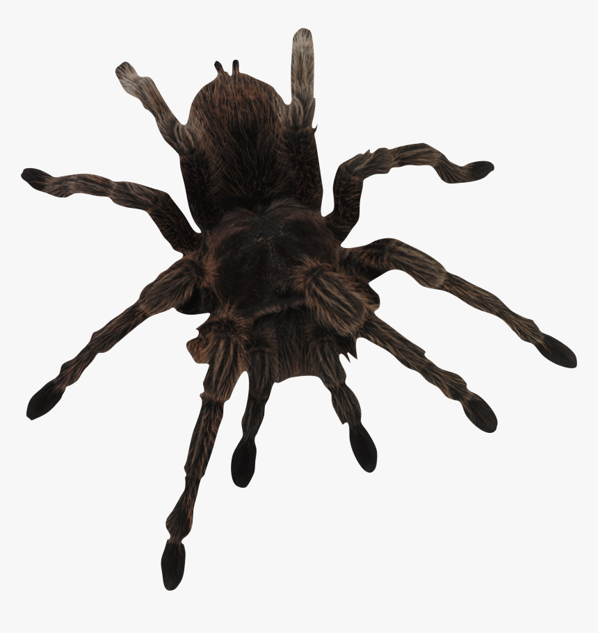 Spider Png Image - Spider Png, Transparent Png, Free Download