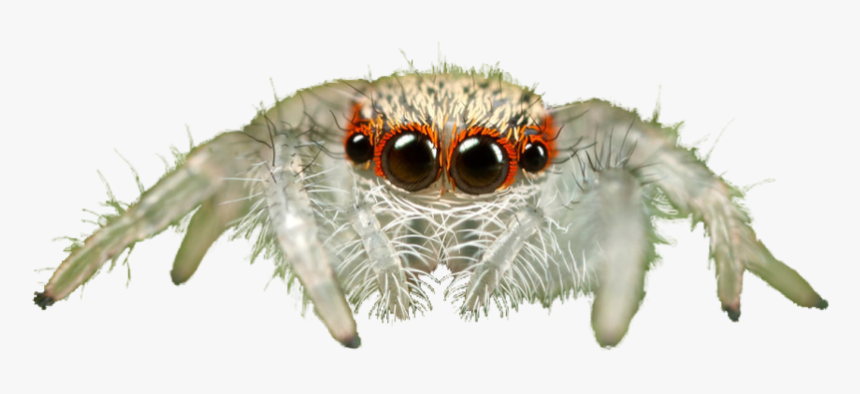 Jumping Spider Transparent Background Png - Jumping Spider Transparent Background, Png Download, Free Download