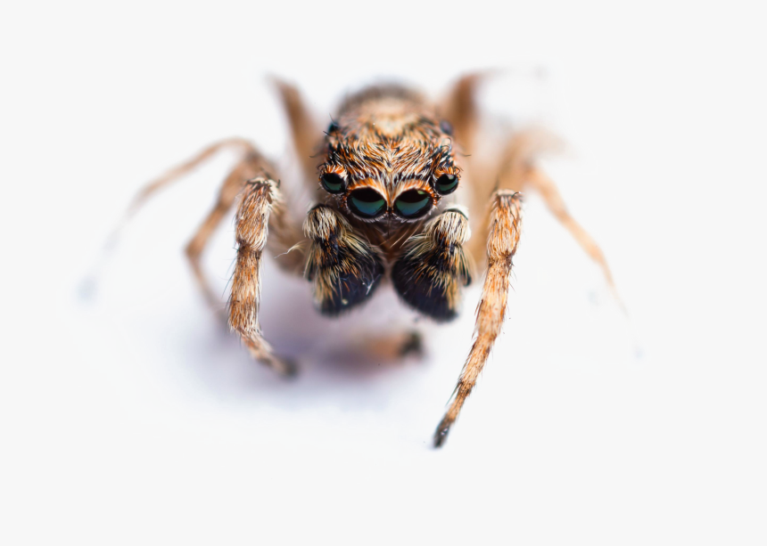 Jumping Spider Png Image With Transparent Background - Macro Photography, Png Download, Free Download