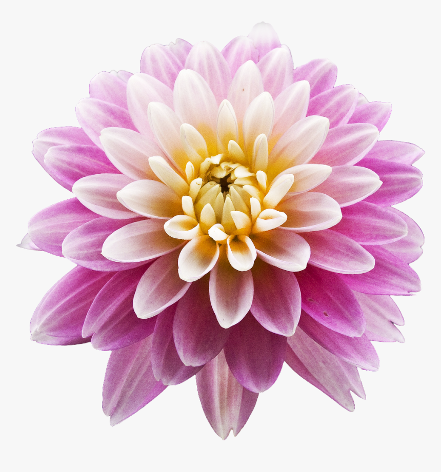 Dahlia Png Photos - Dahlia Png, Transparent Png, Free Download