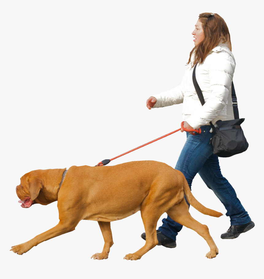 Dog,canidae,leash,dog Breed,dog Group,companion Dog,bloodhound,obedience - Man Walking Dog Png, Transparent Png, Free Download