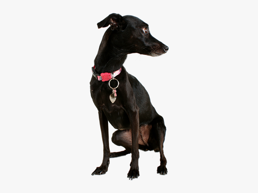 Dog, Black Dog, Pet, Mutt, Black, Animal, Cute, Canine - Perro Negro Png, Transparent Png, Free Download