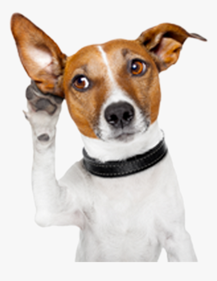 Dog Pet Ear Cropping Otitis - Dog Listening, HD Png Download, Free Download