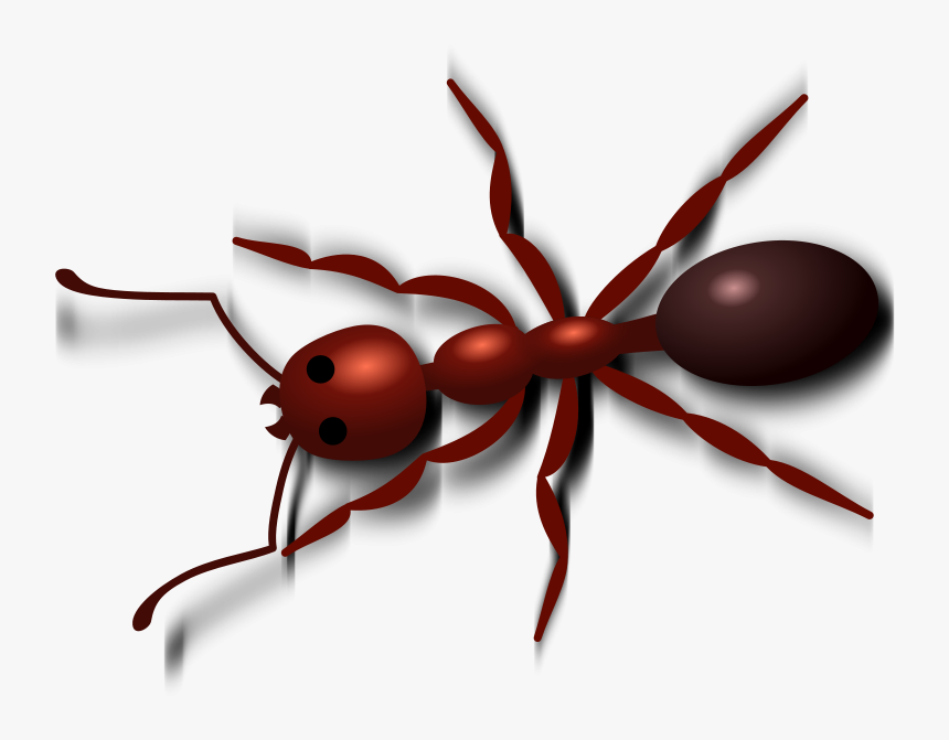 Ant Png - Transparent Background Ant Clipart, Png Download, Free Download