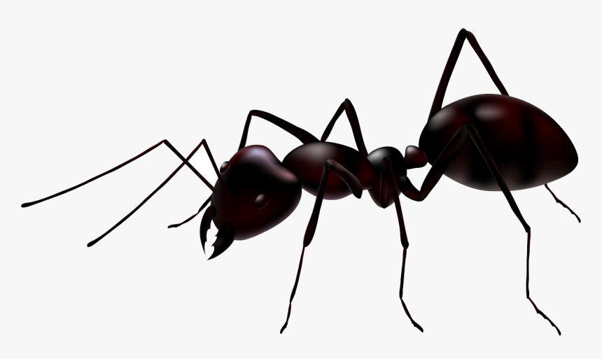 Ants Png Images Free - Ant Png, Transparent Png, Free Download