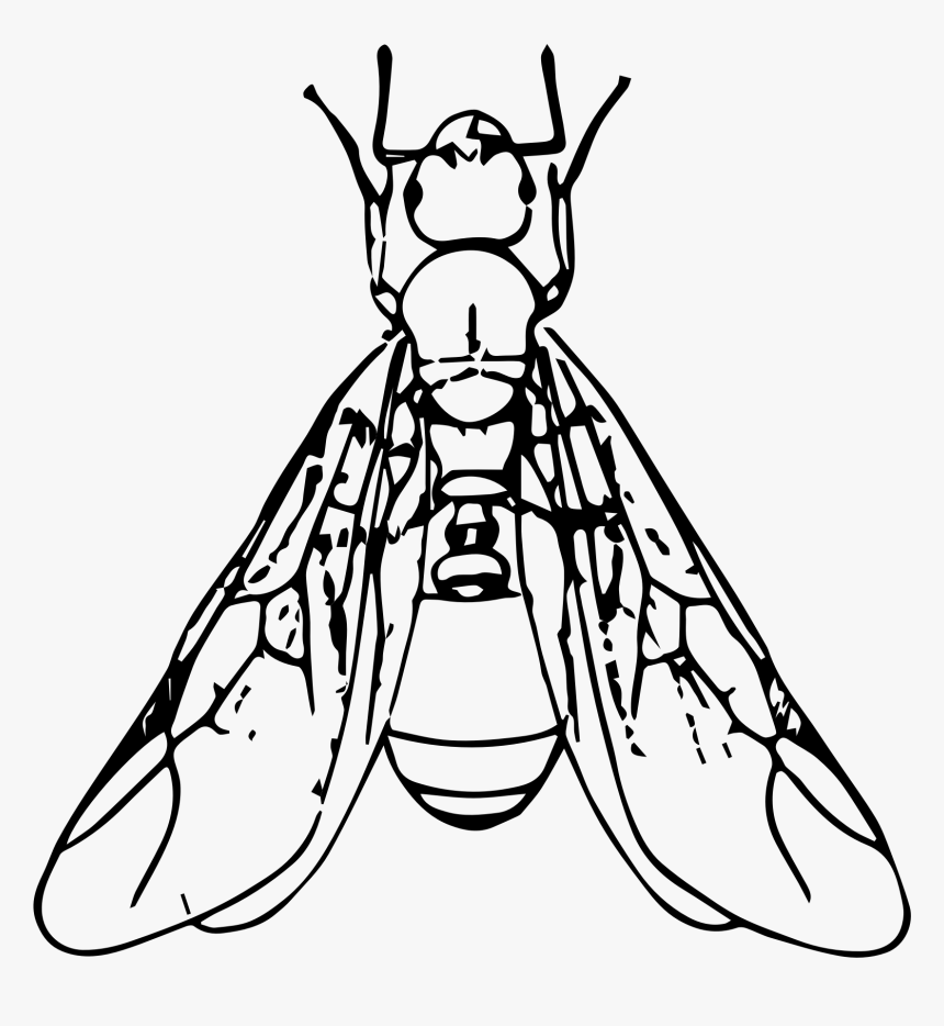 Ant Black And White Clipart Winged Ant - Ant With Wings Clipart, HD Png Download, Free Download