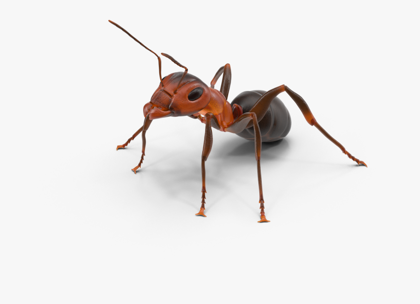 Ant Texas Insect - Ant Png, Transparent Png, Free Download
