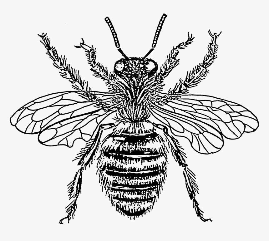 It Is Actually Remarkably - Honey Bee Black And White, HD Png Download, Free Download