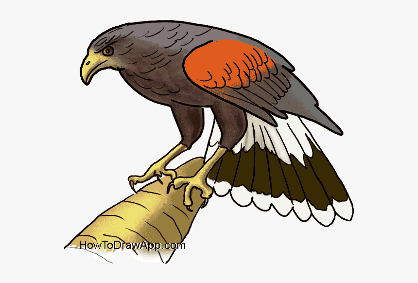 How To Draw An Easy Eagle - Eagle Sitting In A Tree Clipart, HD Png Download, Free Download
