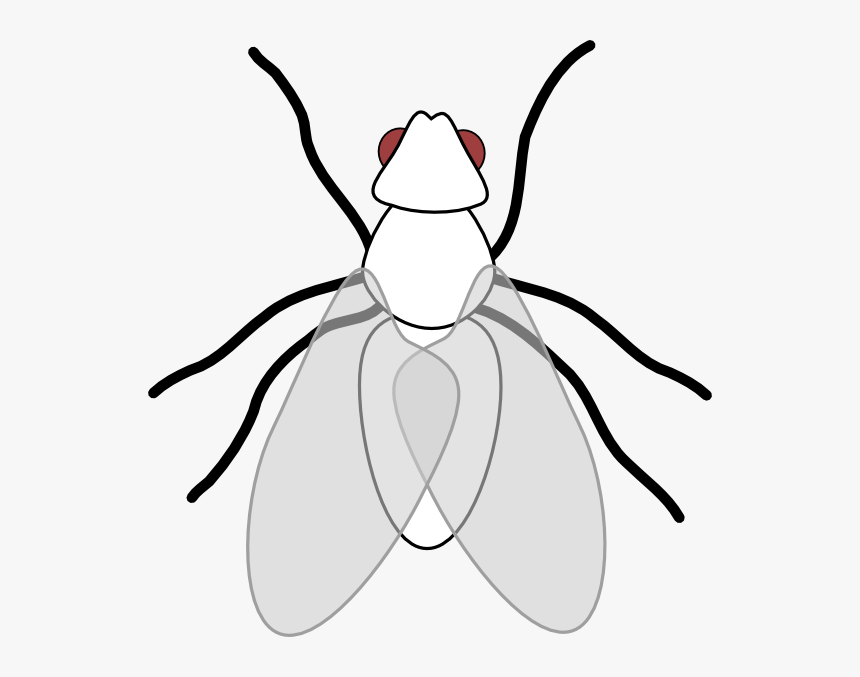 Flies Clipart, HD Png Download, Free Download