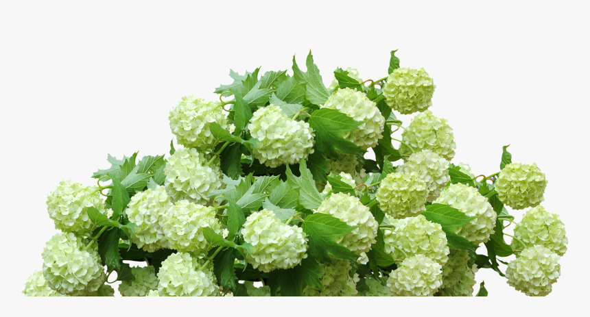 Hydrangea Bush Png, Transparent Png, Free Download