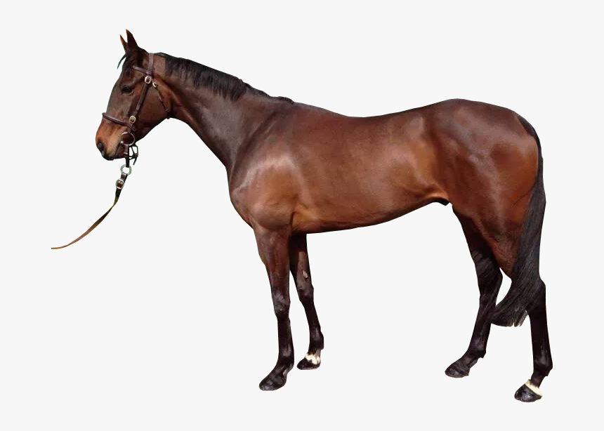 Brown Horse With Reigns Transparent Background Image - Horse Transparent Background, HD Png Download, Free Download