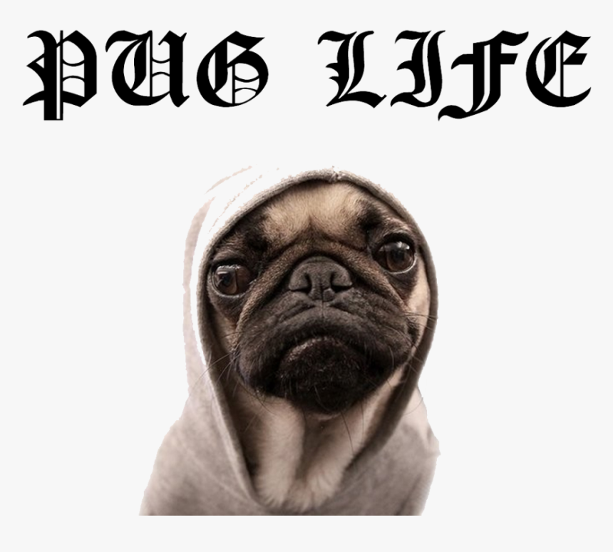 Pug, HD Png Download, Free Download