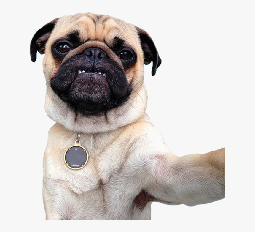 Perro, Png, And Pug Image - Imagenes Png De Perros Pug, Transparent Png, Free Download