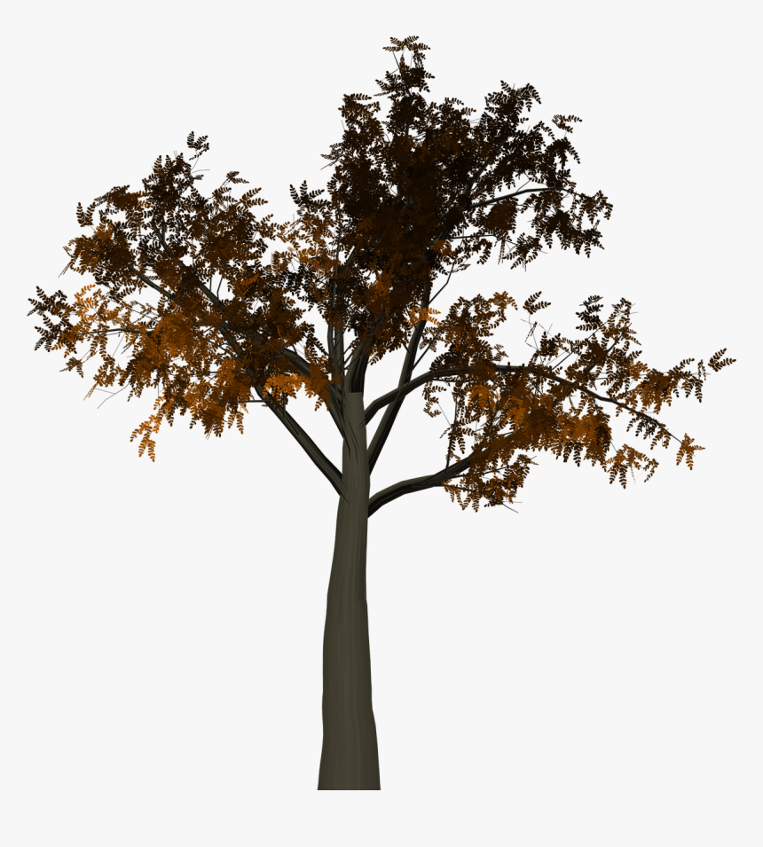 Transparent Fall Tree Png - Half Tree Png, Png Download, Free Download