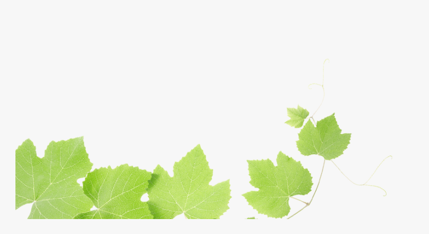 Grapes Leaves - Transparent Grape Leaf Png, Png Download, Free Download