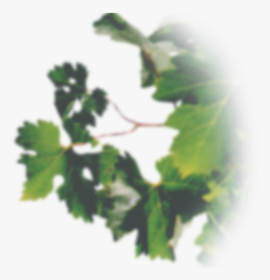 Grape Leaves Out Of Focus - Out Of Focus Leavespng, Transparent Png, Free Download