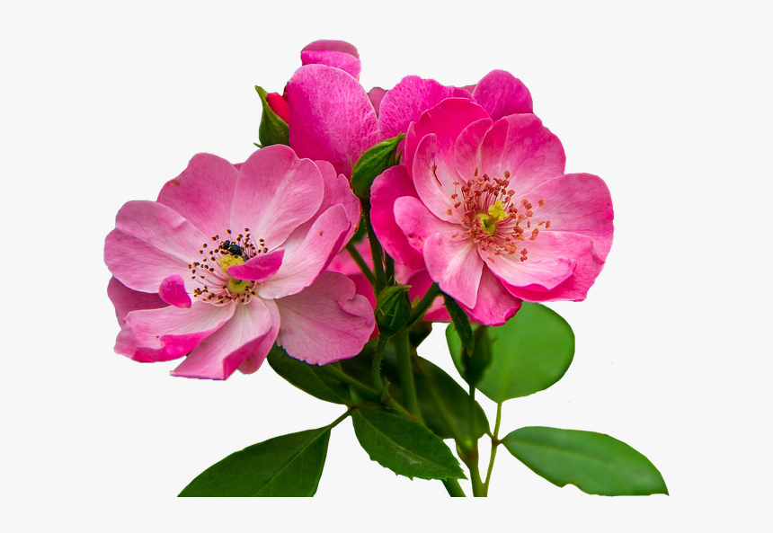 Flores Rosadas Png - Imagenes De Flores Rosadas, Transparent Png, Free Download
