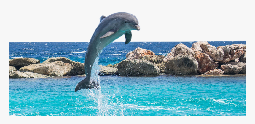 Dolphin In Water - Dolphin Water, HD Png Download, Free Download