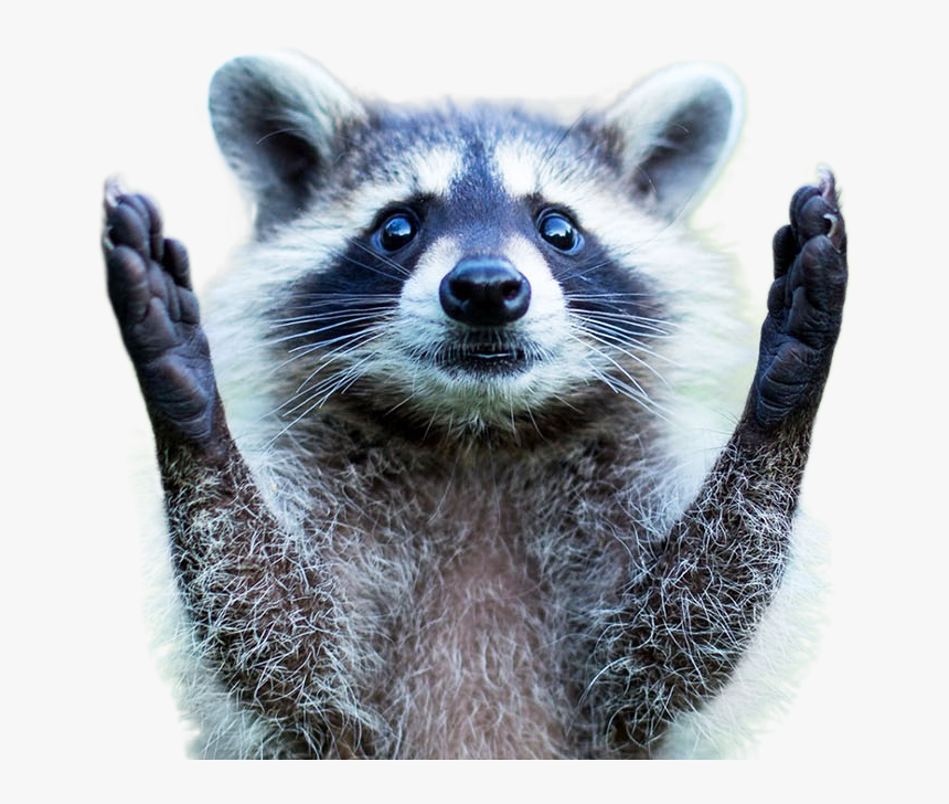 Raccoon Png Image - Raccoon Baby, Transparent Png, Free Download