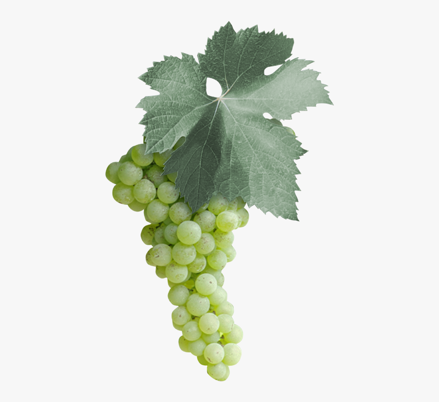 Malvasia Bianca Grape Leaves, HD Png Download, Free Download