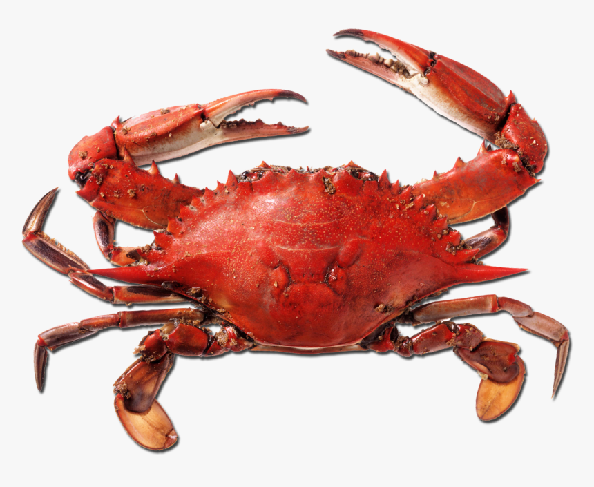 Crab Png Picture - Crab Png, Transparent Png, Free Download