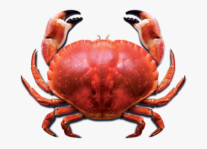 Download Crab Png Photo For Designing Projects - Red Crab Png, Transparent Png, Free Download