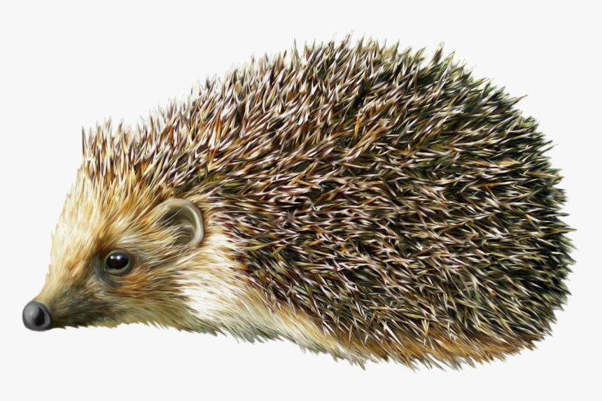 Hedgehog Png Clipart - Porcupine Png, Transparent Png, Free Download