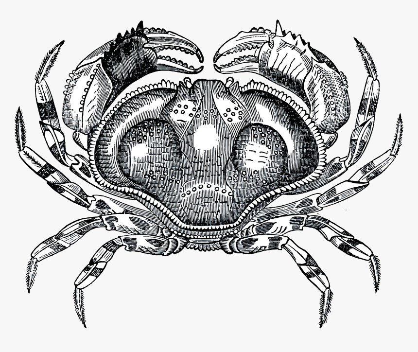 Grayscale Crab Clip Arts - Old Engravings Public Domain, HD Png Download, Free Download