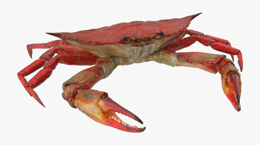 Freshwater Crab, HD Png Download, Free Download