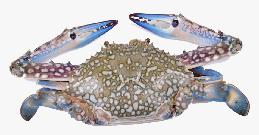 Flower Crab , Png Download - Perbedaan Rajungan Dan Kepiting, Transparent Png, Free Download