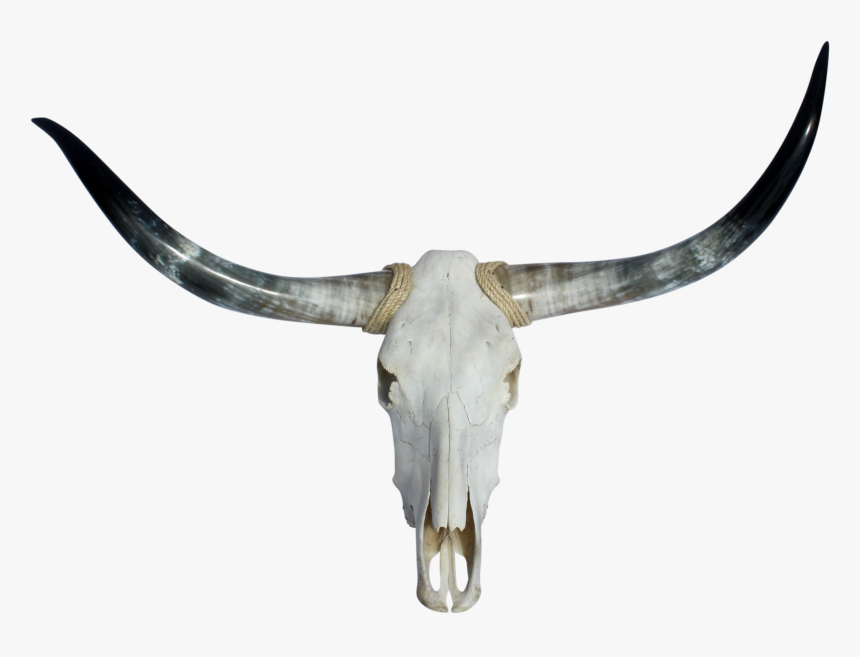 Download Texas Longhorns & Skull - Long Horns Png, Transparent Png, Free Download