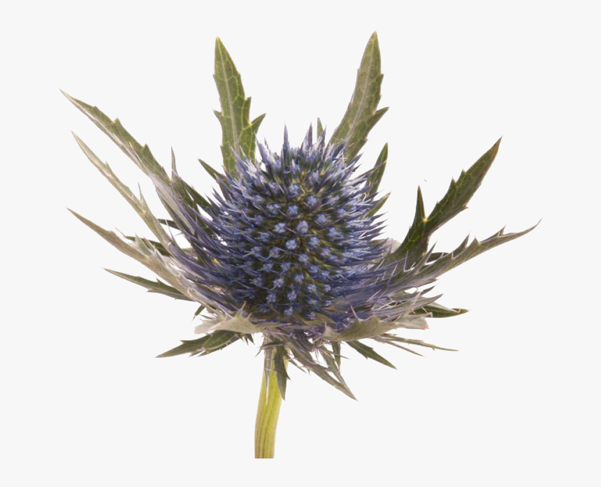 Blue Thistle Flowers Png Image File - Blue Thistle, Transparent Png, Free Download