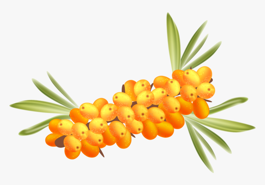 Sea Buckthorn Png Background Image - Haandbryggeriet Tindved, Transparent Png, Free Download