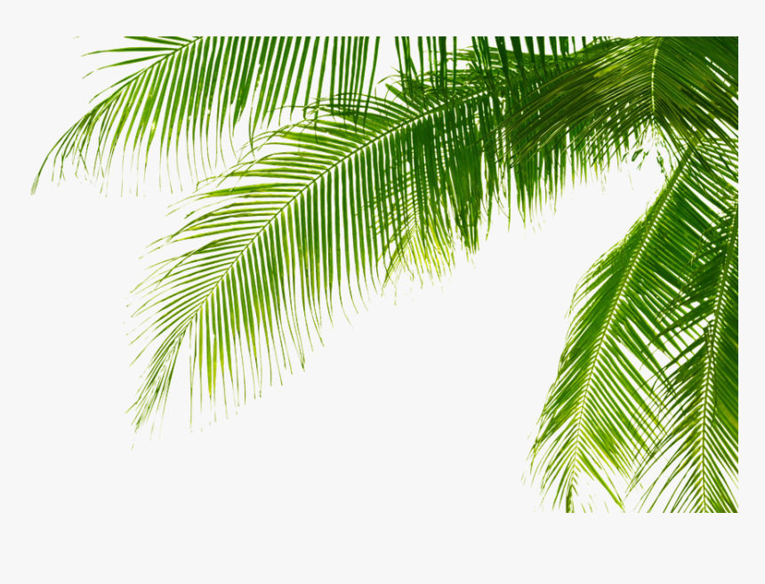 Palm Tree Leaf Png Transparent Png Kindpng