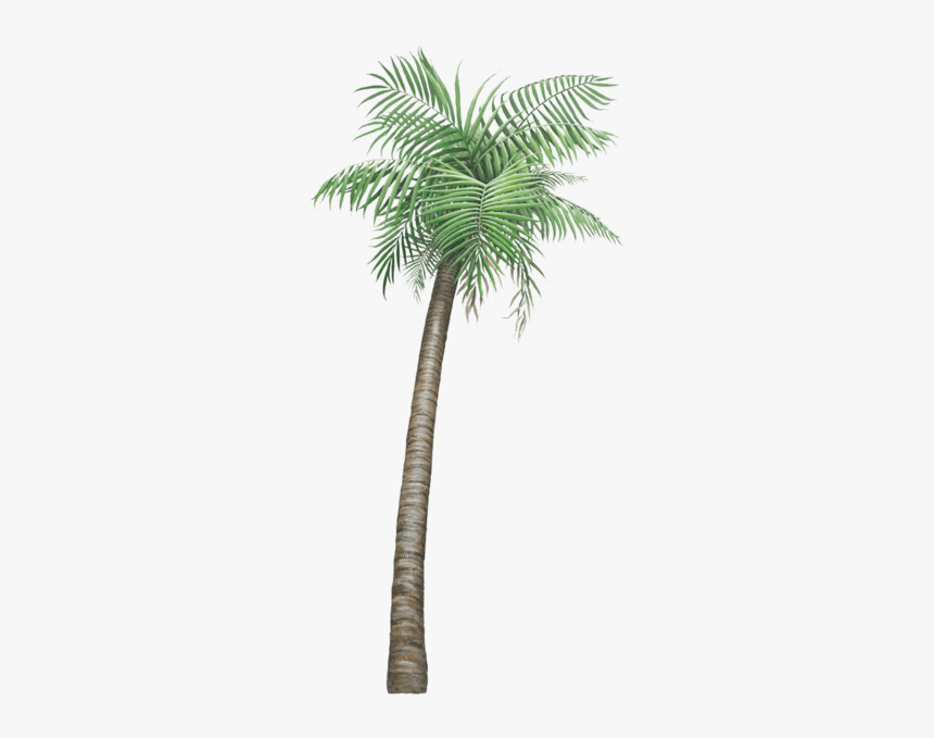 Palm Tree Jungle Wall Decal Sticker - Palm Tree, HD Png Download, Free Download