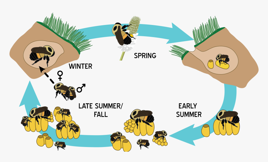 Bumblebee Insect Life Cycle, HD Png Download, Free Download