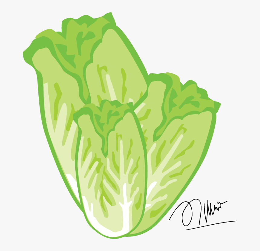 Romaine Image Transparent Stock Huge Freebie - Sawi Vector, HD Png Download, Free Download