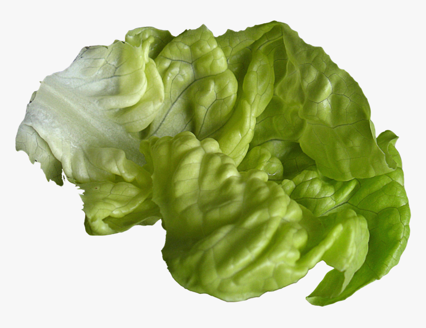 Lettuce, HD Png Download, Free Download