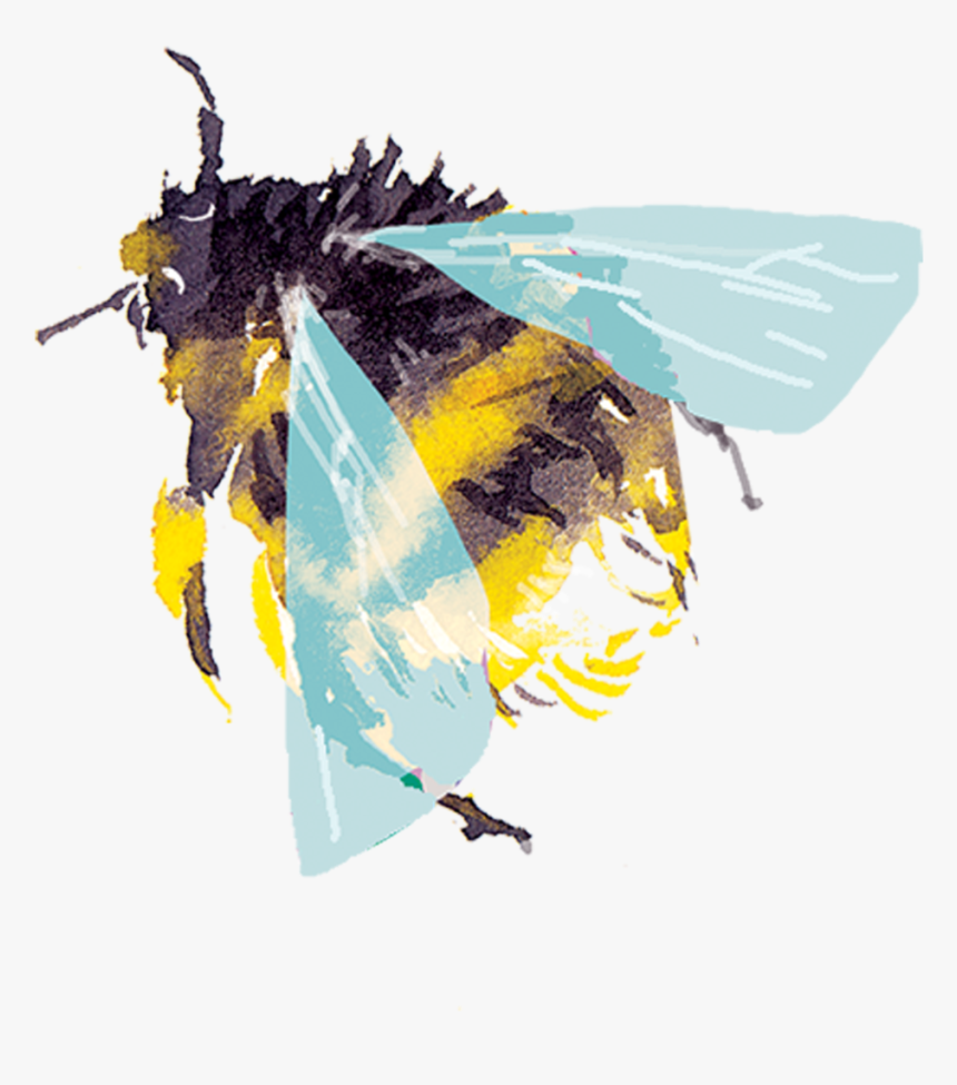 Bee Png Watercolor, Transparent Png, Free Download